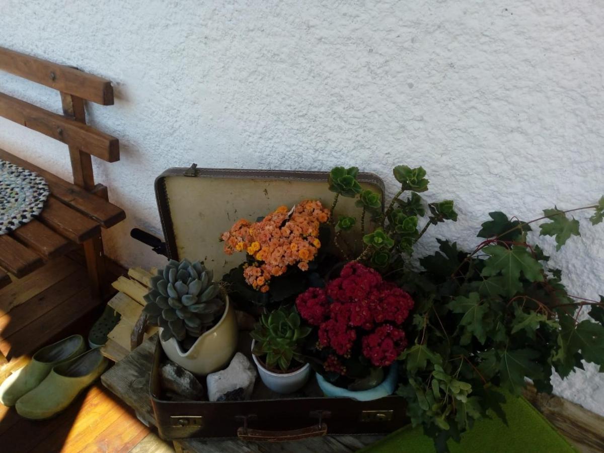 Bed & Breakfast Dolomiti Bey Haus Pinter Assling Dış mekan fotoğraf